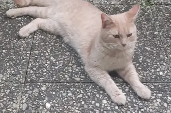 Chat beige affectueux trouvé à Quetigny - photo