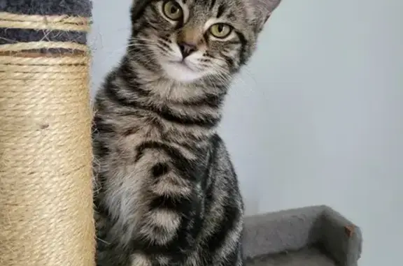 Misty, chaton tigré perdu à Saumur - photo