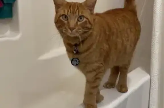 Lost Orange Male Cat - 8334 Lutz Ave NW