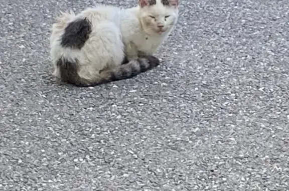 Chatte craintive tatouée trouvée - photo