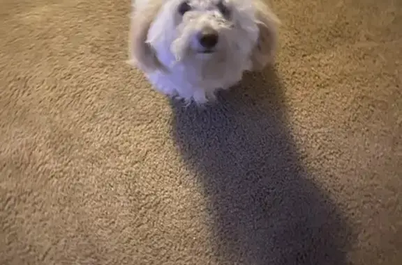 Found Pup: White/Brown Poodle Mix - Indy!