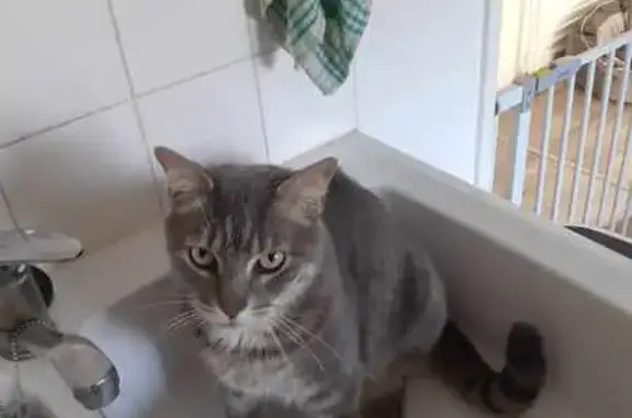 Chat gris-blanc tigré perdu à Oissel - photo
