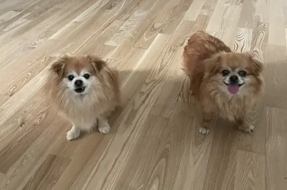 Lost Poms Found: Bonded Pair, Sweet & Trained!
