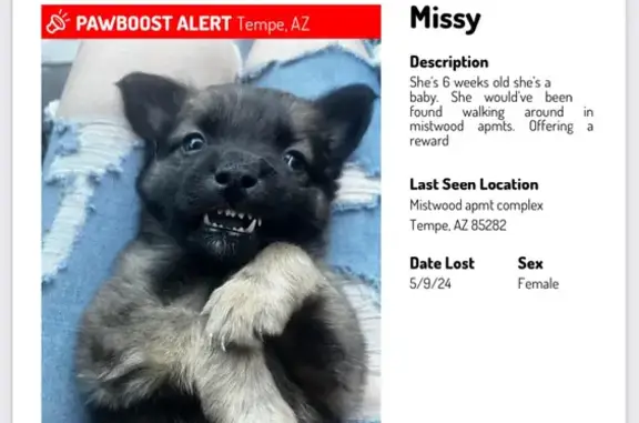 Lost Puppy in Mistwood, Tempe - Reward!