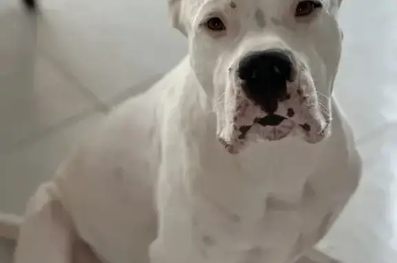 Lost Dogo Argentino in Midlothian, TX - Help!