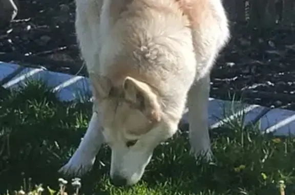 Lost Husky/Malamute Found - Call 801-865-1939!