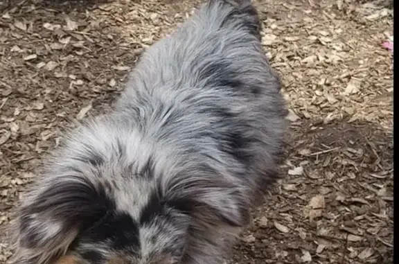 Lost Ozzie Dog in Bolivar, MO - Help Find Him!