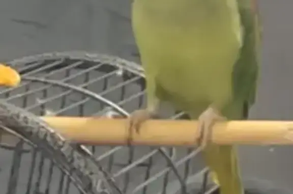 Lost Friendly Green Bird - $200 Reward! | Fairfield