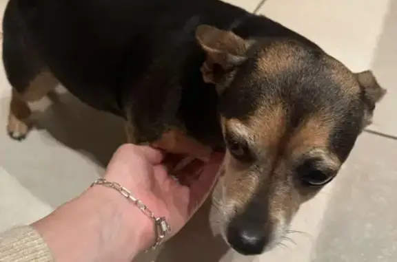 Chiot perdu à Galfingue - photo