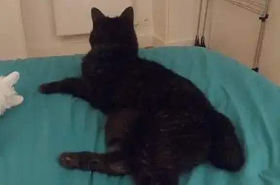 Chat perdu retrouvé rue d'Orléans - photo