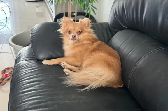 Chien perdu , photo : Alerte Spitz Stella Disparue