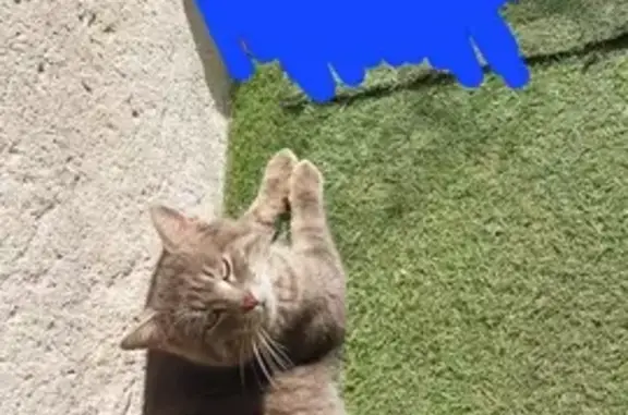 Animaux perdus Angoulême, photo: Chat gris perdu à Angoulême