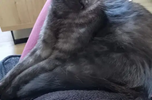 Chatte noire disparue à Coëx - photo