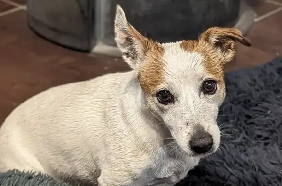Animaux perdus , photo: Chien Perdu: Indy, Jack Russel
