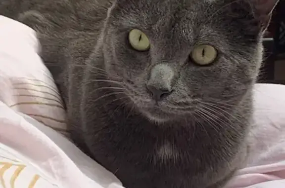 Animaux perdus , photo: Chatte grise perdue - 9 mai 2024