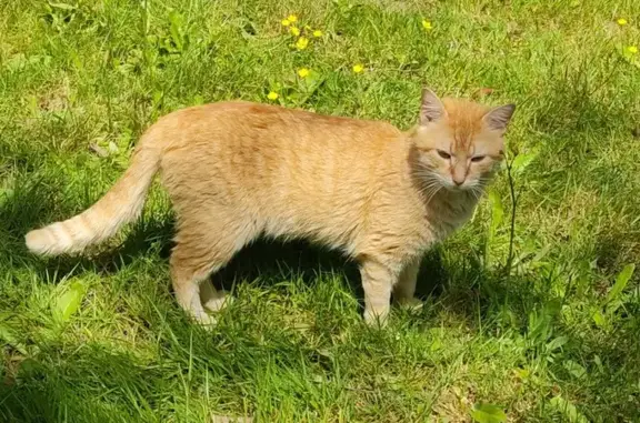 Chat trouvé Héric, photo: Chat affectueux trouvé à Héric