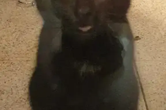 Chaton noir trouvé à Besançon - photo