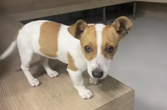 Trouvaille: Chiot Jack Russel - photo