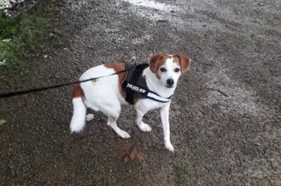 Chien perdu Brest, photo : Avis de recherche: Chien perdu