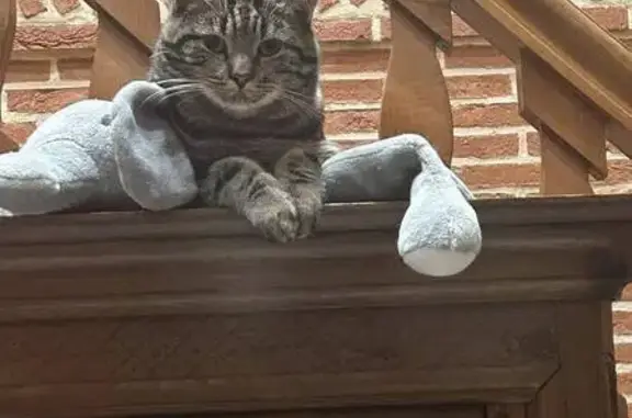 Animaux perdus , photo: Chat tigré castré perdu - Val-de-Saâne
