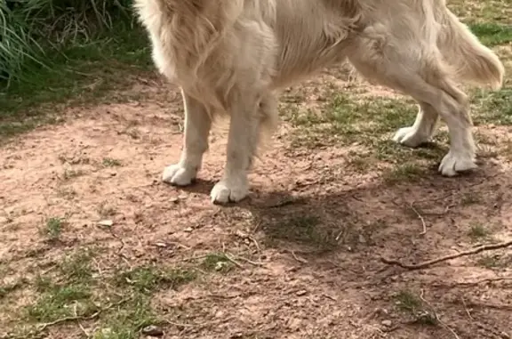 Animaux perdus Lodève, photo: Chien perdu Showman à Lodève