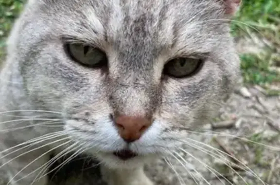 Chat âgé trouvé, queue courte - photo
