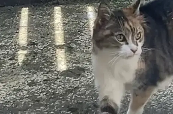 Chatte tricolore trouvée à Crépy - photo