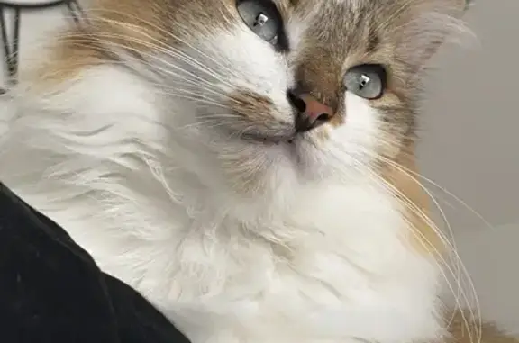 Animaux perdus La Ferté-Saint-Aubin, photo: Chat angora perdu - La Ferté-SA