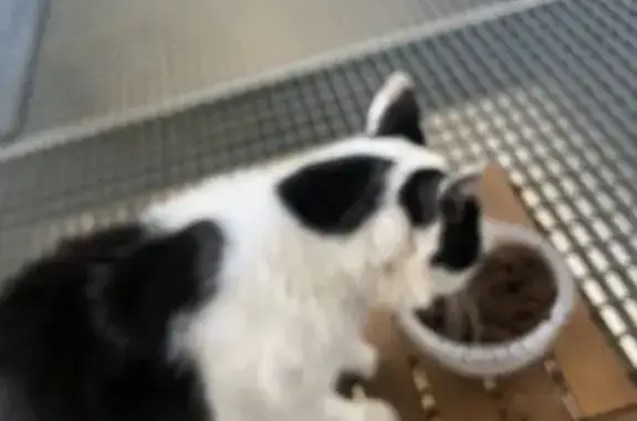 Chat blanc et noir trouvé à Fondettes - photo