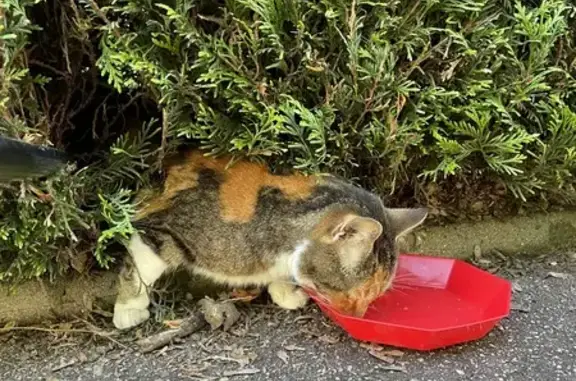 Chatte tricolore trouvée à Quevilly - photo