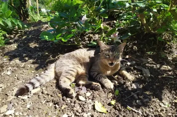 Chatte câline trouvée à Nages - photo