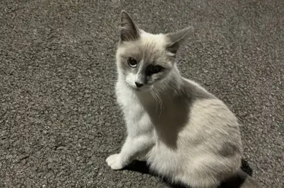 Chatte douce perdue à Bregille - photo