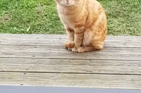 Chat trouvé Keskastel, photo: Chat roux perdu - Grand Rue 36