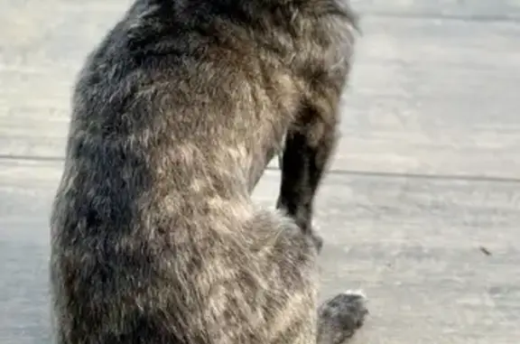 Chien bringé perdu à Metz 11/5 - photo