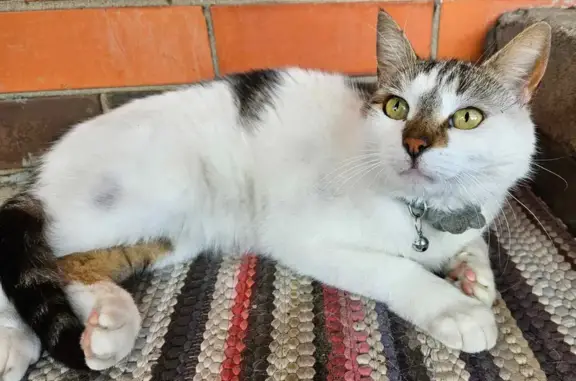 Help Find White & Tabby Cat - Missing in Dandenong!