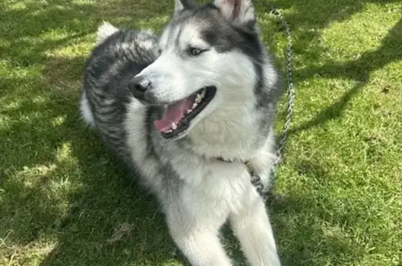 Chien trouvé Le Russey, photo: Chien perdu au Russey retrouvé