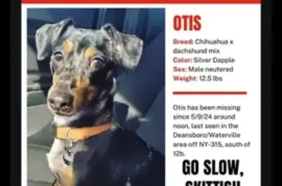 Help Find Otis: Lost Chiweenie in Deansboro!