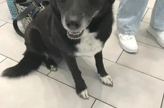 Border Collie perdu à Genève - photo