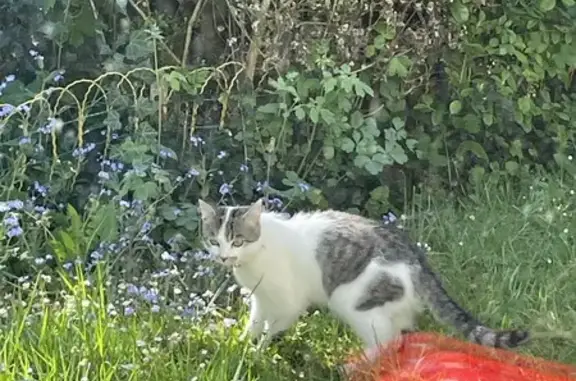 Chat blanc/gris collier trouvé - photo