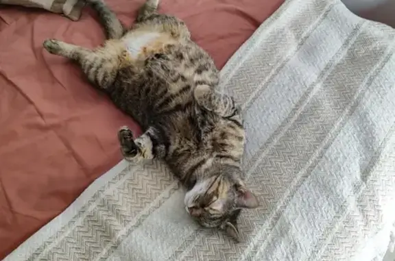 Animaux perdus Cadaujac, photo: Aria, chat tabby roux perdu
