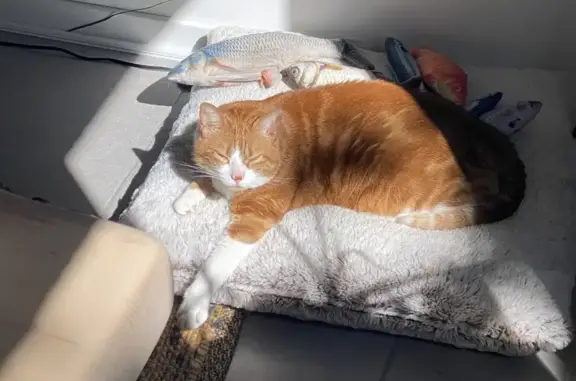 Animaux perdus Beauzelle, photo: Chatte rousse/blanche perdue à Beauzelle