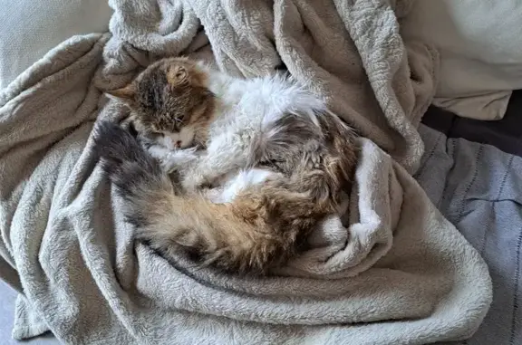 Animaux perdus Biviers, photo: Chatte âgée perdue à Biviers