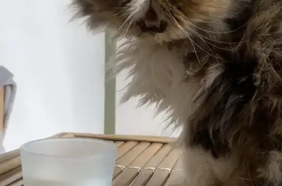Animaux perdus Ernée, photo: Chat Persan Gris Perdu à Ernée