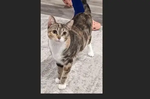 Lost 3-Color Cat 'Udon' in LA - Help Find Her!