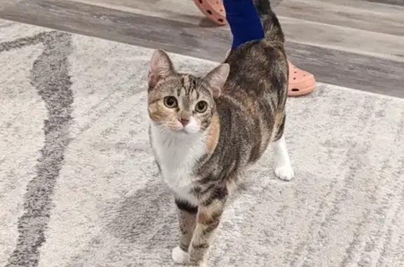 Lost Friendly Tri-Color Cat - Winsford Ave LA