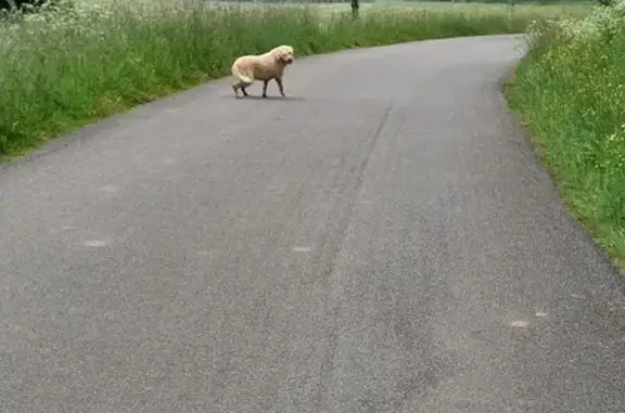 Chiens perdus à Grassac - photo