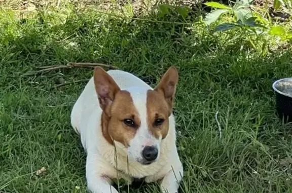 Chien perdu à Saint-Sulpice - photo