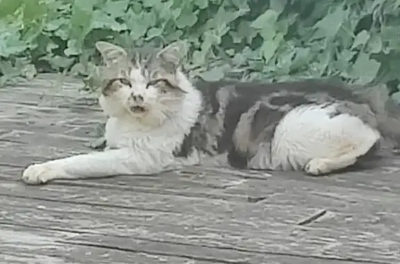 Chat blessé trouvé à Guerville - photo
