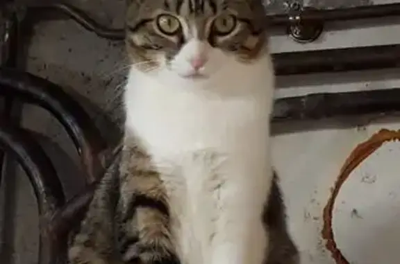 Chatte tigrée perdue à Capdenac-Gare - photo