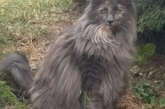 Chat perdu, Salaise-sur-Sanne, photo: Chatte norvégienne rasée perdue